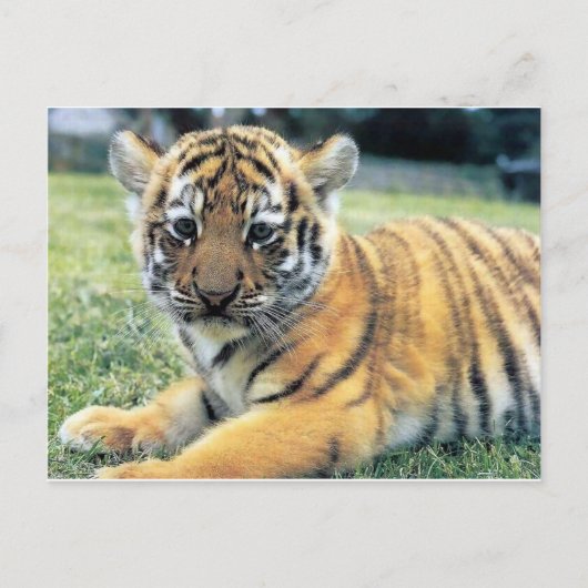 Wilde dieren briefkaart (Voorkant)