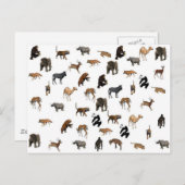 Wilde dieren briefkaart (Voorkant / Achterkant)