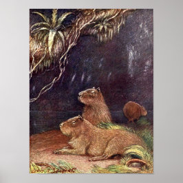  wilde dieren, Capybara door Louis Sargent Poster