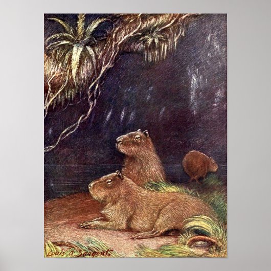  wilde dieren, Capybara door Louis Sargent Poster (Voorkant)