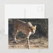 Wilde dieren Cheetah Wandelen Briefkaart (Voorkant / Achterkant)