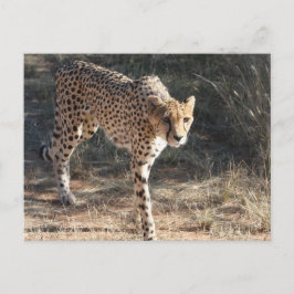 Wilde dieren Cheetah Wandelen Briefkaart