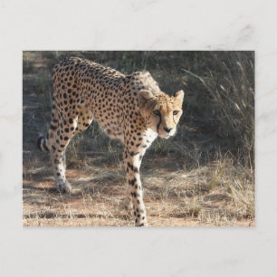 Wilde dieren Cheetah Wandelen Briefkaart