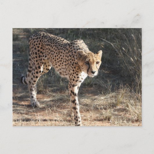 Wilde dieren Cheetah Wandelen Briefkaart (Voorkant)
