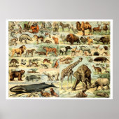 wilde dieren door Adolphe Millot Poster (Voorkant)
