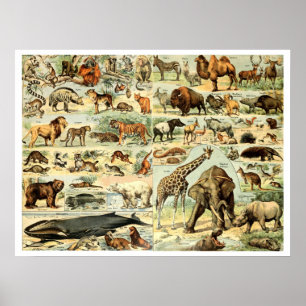  wilde dieren door Adolphe Millot Poster