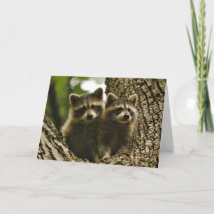Wilde dieren - Foto van Baby Raccoons Kaart