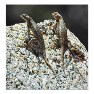 Wilde dieren, fotoafdrukken, reptielen, lizards foto afdruk