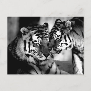 Wilde dieren, geweldige tijger briefkaart