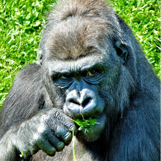WILDE DIEREN - GORILLAS