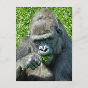 WILDE DIEREN - GORILLAS BRIEFKAART
