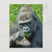 WILDE DIEREN - GORILLAS BRIEFKAART (Voorkant)