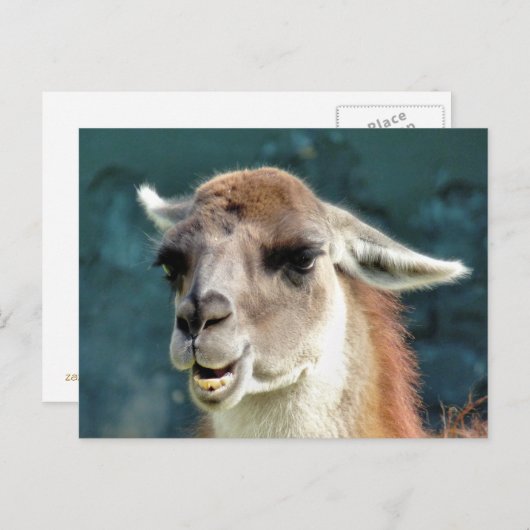 WILDE DIEREN - GUANACO BRIEFKAART (Voorkant / Achterkant)