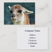 WILDE DIEREN - GUANACO VISITEKAARTJE (Voorkant / Achterkant)