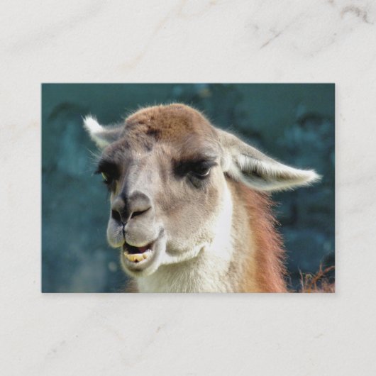 WILDE DIEREN - GUANACO VISITEKAARTJE (Voorkant)