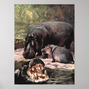  wilde dieren, Hippopotamus van CE Swan Poster