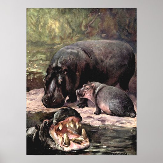  wilde dieren, Hippopotamus van CE Swan Poster (Voorkant)