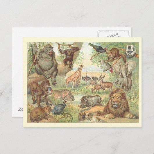Wilde dieren in Afrika Briefkaart (Voorkant / Achterkant)