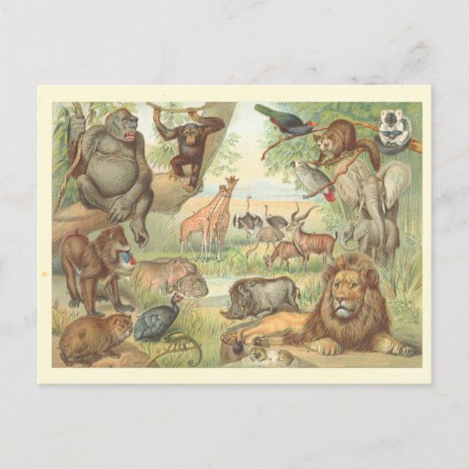 Wilde dieren in Afrika Briefkaart (Voorkant)