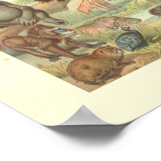 Wilde dieren in Afrika Poster (Hoek)