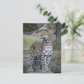 Wilde dieren Leopard staren ver weg Briefkaart (Staand voorkant)