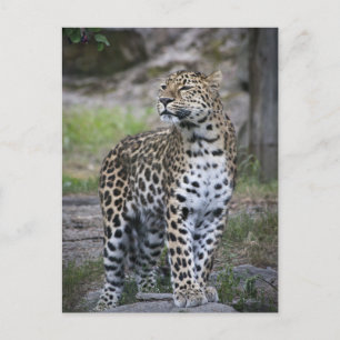Wilde dieren Leopard staren ver weg Briefkaart