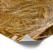 Wilde dieren - Lonen en Leeuwen Poster (Hoek)