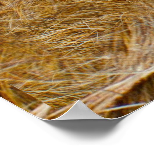 Wilde dieren - Lonen en Leeuwen Poster (Hoek)