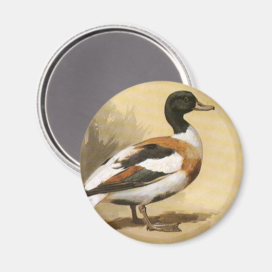 wilde dieren, Mallard Duck Magneet (Voorkant / Achterkant)