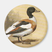  wilde dieren, Mallard Duck Magneet (Voorkant)