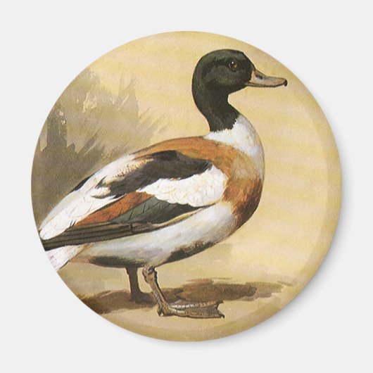  wilde dieren, Mallard Duck Magneet (Voorkant)