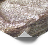  wilde dieren, Polaire Beren van Louis Sargent Poster (Hoek)