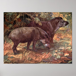  wilde dieren, tapirs van Winifred Austen Poster
