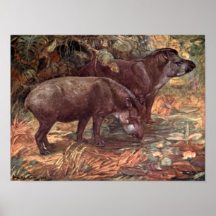 wilde dieren, tapirs van Winifred Austen Poster
