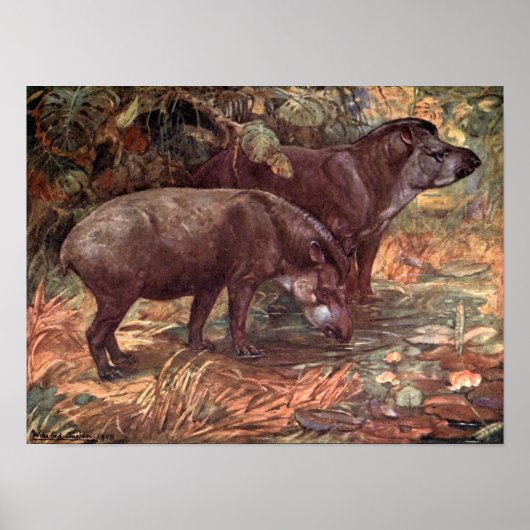  wilde dieren, tapirs van Winifred Austen Poster (Voorkant)