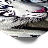 Wilde dieren tijgerwit Poster (Hoek)