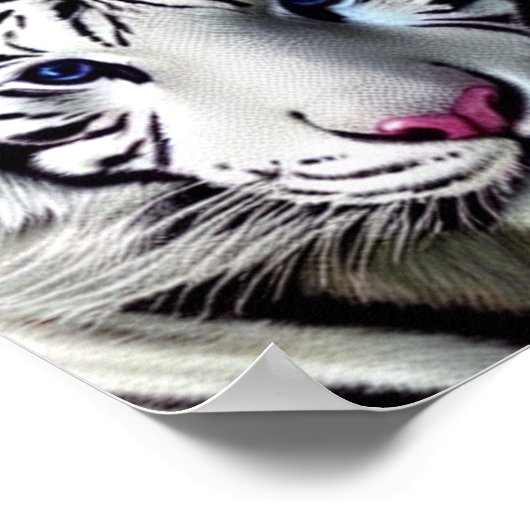 Wilde dieren tijgerwit Poster (Hoek)