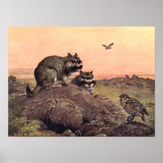  wilde dieren, Vizcachas door Winifred Austen Poster (Voorkant)