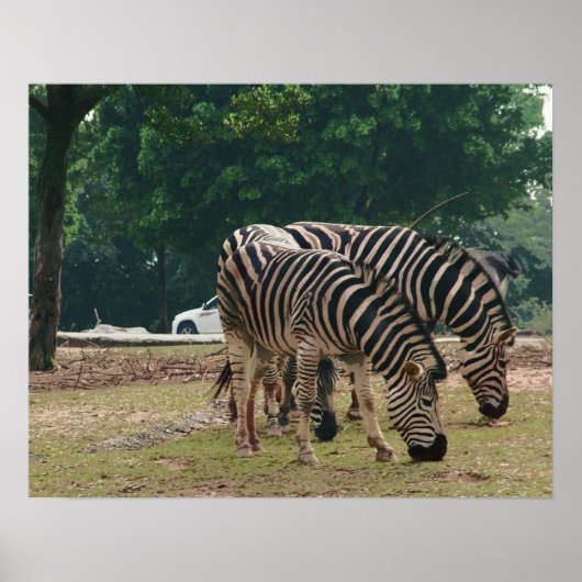 Wilde dierentuin, zebra's poster (Voorkant)