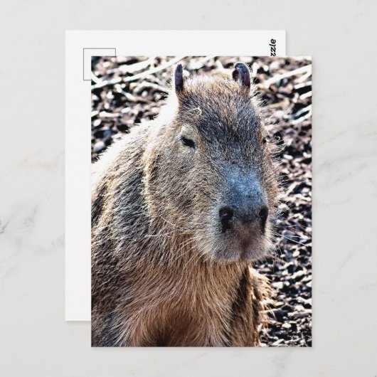 WILDE DIERLIJKE CAPYBARA BRIEFKAART (Voorkant / Achterkant)