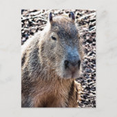 WILDE DIERLIJKE CAPYBARA BRIEFKAART (Voorkant)