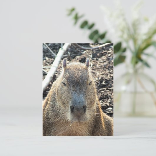 WILDE DIERLIJKE CAPYBARA BRIEFKAART (Staand voorkant)