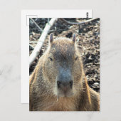 WILDE DIERLIJKE CAPYBARA BRIEFKAART (Voorkant / Achterkant)