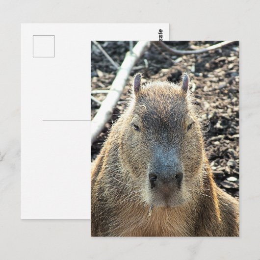 WILDE DIERLIJKE CAPYBARA BRIEFKAART (Voorkant / Achterkant)