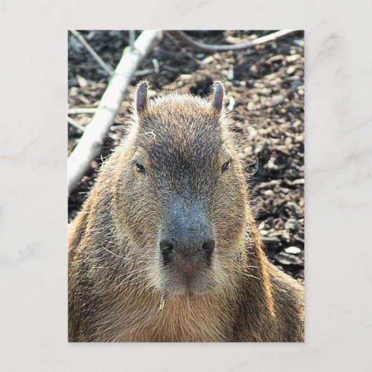 WILDE DIERLIJKE CAPYBARA BRIEFKAART (Voorkant)