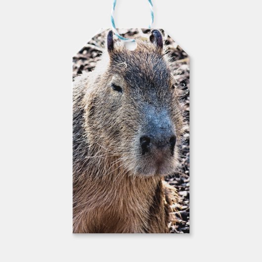 WILDE DIERLIJKE CAPYBARA CADEAULABEL (Voorkant)
