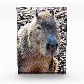 WILDE DIERLIJKE CAPYBARA FOTOBLOKKEN (Voorkant)