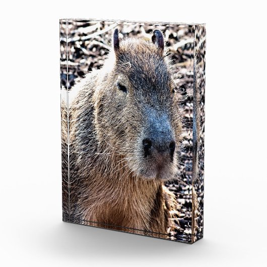 WILDE DIERLIJKE CAPYBARA FOTOBLOKKEN (Rechts)