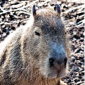 WILDE DIERLIJKE CAPYBARA FOTOBLOKKEN