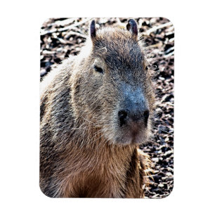 WILDE DIERLIJKE CAPYBARA MAGNEET
